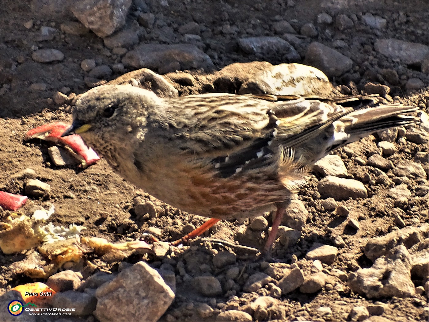 46 Bel passero di montagna alla ricerca di cibo.JPG